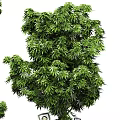 Lush Green Bonsai Potted Plants With Dense Foliage And Various Shapes In Black Pots For Indoor Decor