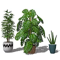Indoor Bonsai and Potted Plants with Lush Green Leaves in Various Pots