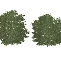 Two Green Arbor Trees With Lush Dense Leaves On Gray Background 3d model