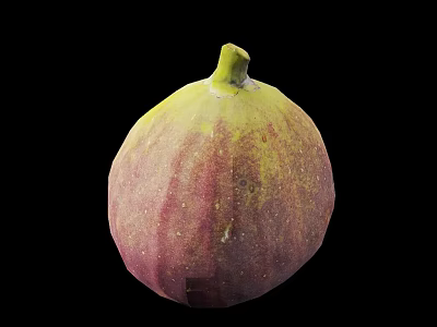 Fresh Fig with Purple Red and Yellow Skin on Black Background Looking Juicy and Ripe 3d model