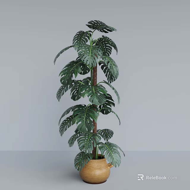 Tall Monstera Potted Plant With Lush Leaves In Wicker Basket Pot For Indoor Decoration 3d model 