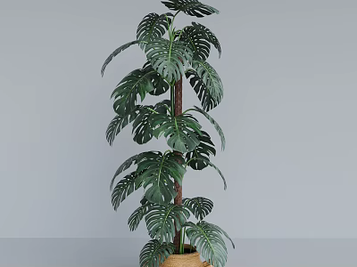 Tall Monstera Potted Plant With Lush Leaves In Wicker Basket Pot For Indoor Decoration 3d model