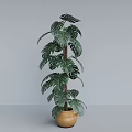 Tall Monstera Potted Plant With Lush Leaves In Wicker Basket Pot For Indoor Decoration