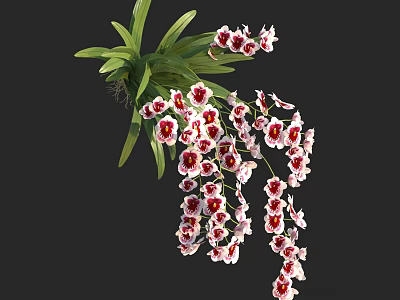 Elegant Orchid Flowers With Green Foliage And Pink Red Spotted Petals Hanging 3d model