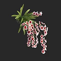 Elegant Orchid Flowers With Green Foliage And Pink Red Spotted Petals Hanging