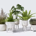 Various Green Bonsai Potted Plants In White Ceramic Pots On Small Wooden Stands