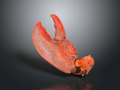 Appetizing Red Cooked Lobster Claw With Shiny Surface And Detailed Texture On Dark Background 3d model