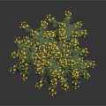Lush Green Leaf Plant With Bright Yellow Flowers In Full Bloom