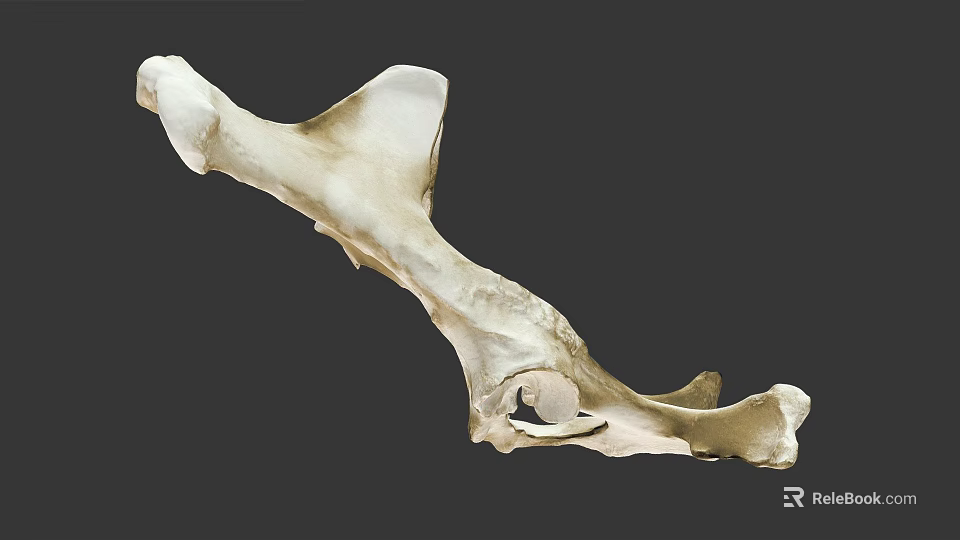 Detailed Animal Bone Structure Displaying Natural Skeletal Morphology And Anatomical Features 3d model 
