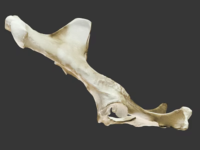 Detailed Animal Bone Structure Displaying Natural Skeletal Morphology And Anatomical Features 3d model