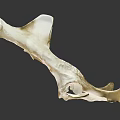 Detailed Animal Bone Structure Displaying Natural Skeletal Morphology And Anatomical Features