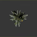 Lush Indoor Decorative Plant With Green Leaves And Vibrant Yellow Flowers