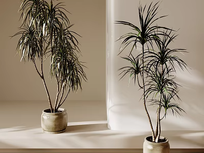 Tall Leafy Potted Plants In Terracotta Pots On Light Surface With Natural Soft Light 3d model