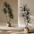 Tall Leafy Potted Plants In Terracotta Pots On Light Surface With Natural Soft Light