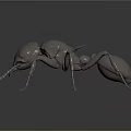 Metallic Ant 3D Model With Detailed Shiny Body On Dark Background