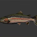 Colorful Rainbow Trout With Green Pink Black Spots Streamlined Body On Gray Background With Reflection