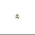 Green Leafy Plant With Long Stems And Spike Like Flowers On Black Background