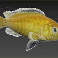 Striking Yellow Aquatic Fish Displaying Black Stripes Distinct Black Fins And Bright Eyes