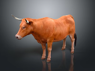 Realistic Brown Horned Cow Standing On Gray Background With Reflection 3d model