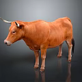 Realistic Brown Horned Cow Standing On Gray Background With Reflection 3d model