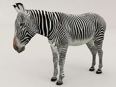 Zebra With Distinctive Black And White Stripes In Standing Position 3d model