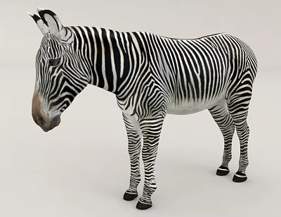 Zebra With Distinctive Black And White Stripes In Standing Position 3d model