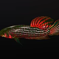 Colorful Ornamental Freshwater Aquatic Fish with Red Green Black Vibrant Fins and Spotted Scales