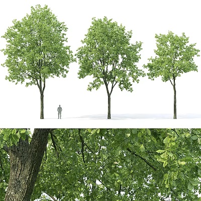 Lush Green Arbor Trees With Thick Trunks And Human Figure Showing Height Scale 3d model