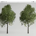Landscape Trees Street Trees Courtyard Landscape Trees Arbor 3d model