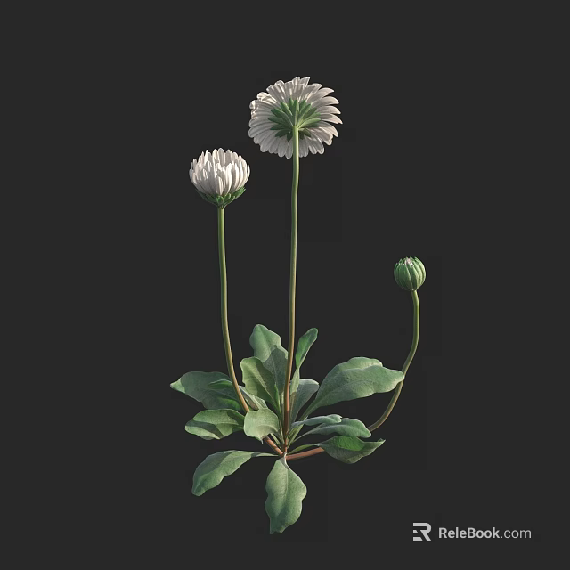 Bonsai Plant With White Blooming Flowers Green Leaves And Flower Bud 3d model 