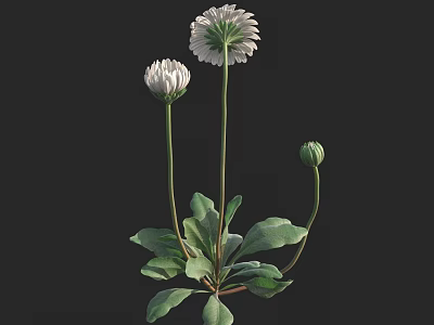 Bonsai Plant With White Blooming Flowers Green Leaves And Flower Bud 3d model