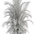 Elegant Potted Tropical Palm Plants In Wicker Baskets For Modern Home Decor