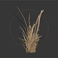 Dried Grass Plants Five Natural Specimens Displayed on White Background
