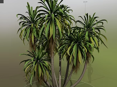 Tropical Ornamental Trees With Long Green Leaves And Multiple Slender Trunks 3d model