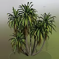 Tropical Ornamental Trees With Long Green Leaves And Multiple Slender Trunks