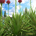 Green Leafy Shrubs With Red Flowers Against Blue Sky And Pine Trees