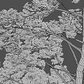 Tall Single Tree With Straight Trunk Green Leaves Branches And Exposed Roots