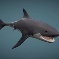 Gray Shark With Open Mouth And Sharp Teeth In Blue Background 3d model