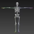 Artistic 3D Animated Skeleton Sculpture With Dynamic Pose And Detailed Carving Design