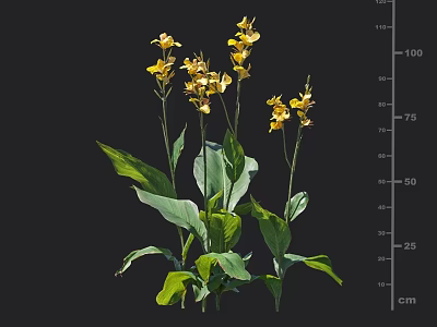 Vibrant Yellow Flowers With Green Leaves Growing In Natural Botanical Setting 3d model