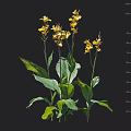 Vibrant Yellow Flowers With Green Leaves Growing In Natural Botanical Setting