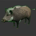 Wild Boar With Thick Coarse Fur Standing On Dark Background In Detailed View 3d model
