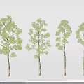 Four Different Arbor Trees With Green Foliage And Slender Trunks For Landscape