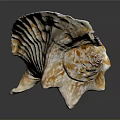 Beautiful Orange White Conch Shell With Spiral Texture On Dark Background