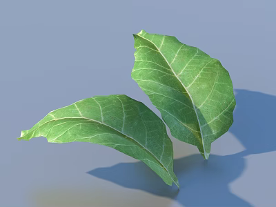 Green Leaves With Distinct Veins On Light Blue Background Showing Natural Shape 3d model