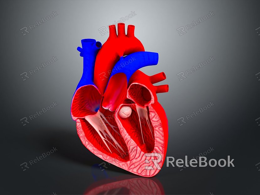 Heart Heart Human Heart Heart Anatomical Organs Human Organs Human Body model