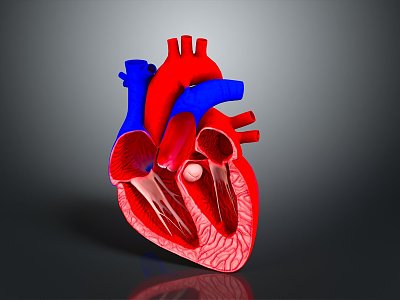 Heart Human Heart Anatomical Organs Human Organs Human Body 3d model