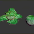 Fresh Green Cabbage with Leafy Outer Layers and Whole Round Head