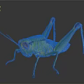 Vibrant Green And Yellow Grasshopper With Long Hind Legs And Antennae On Dark Background
