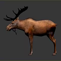 Realistic Brown Moose With Large Black Antlers Standing On Gradient Background